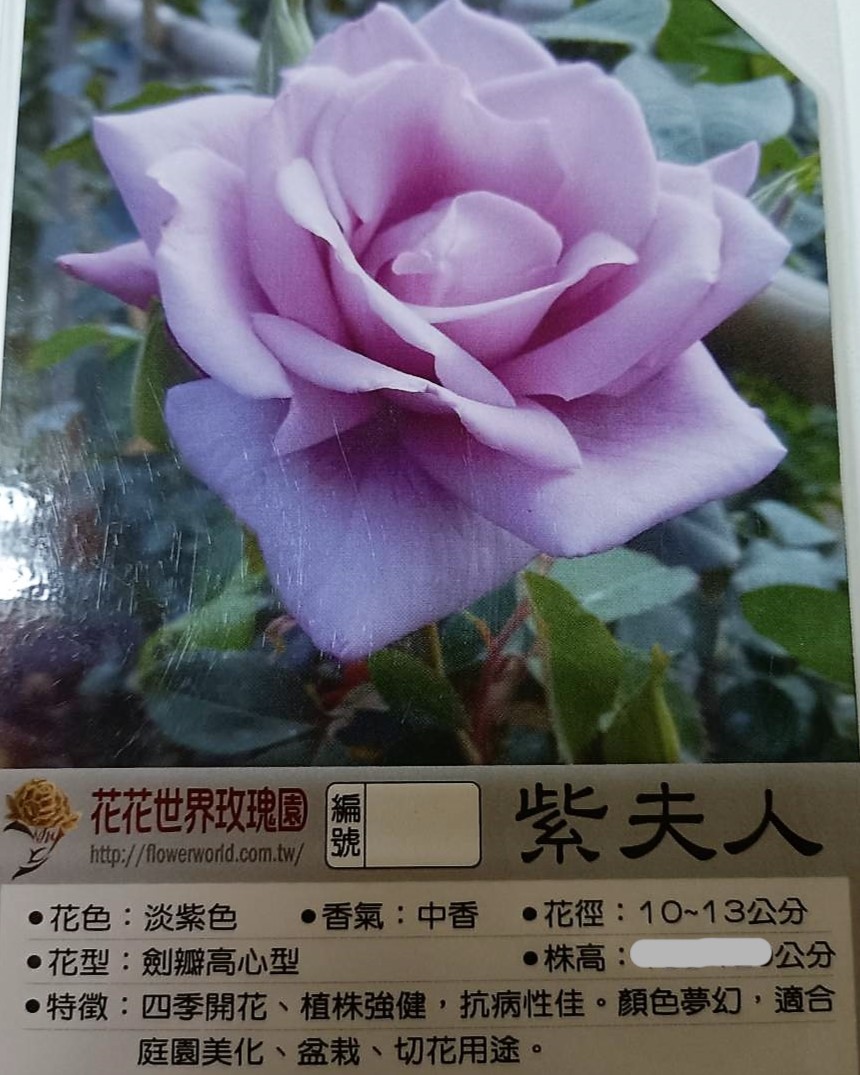 切花薔薇開花株苗-