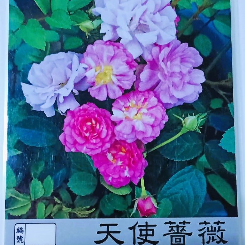 玫瑰苗- 天使薔薇 