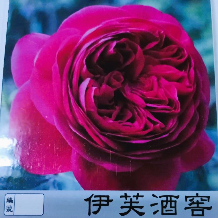 玫瑰苗- 伊芙酒窖 