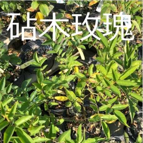 玫瑰苗-砧木玫瑰  