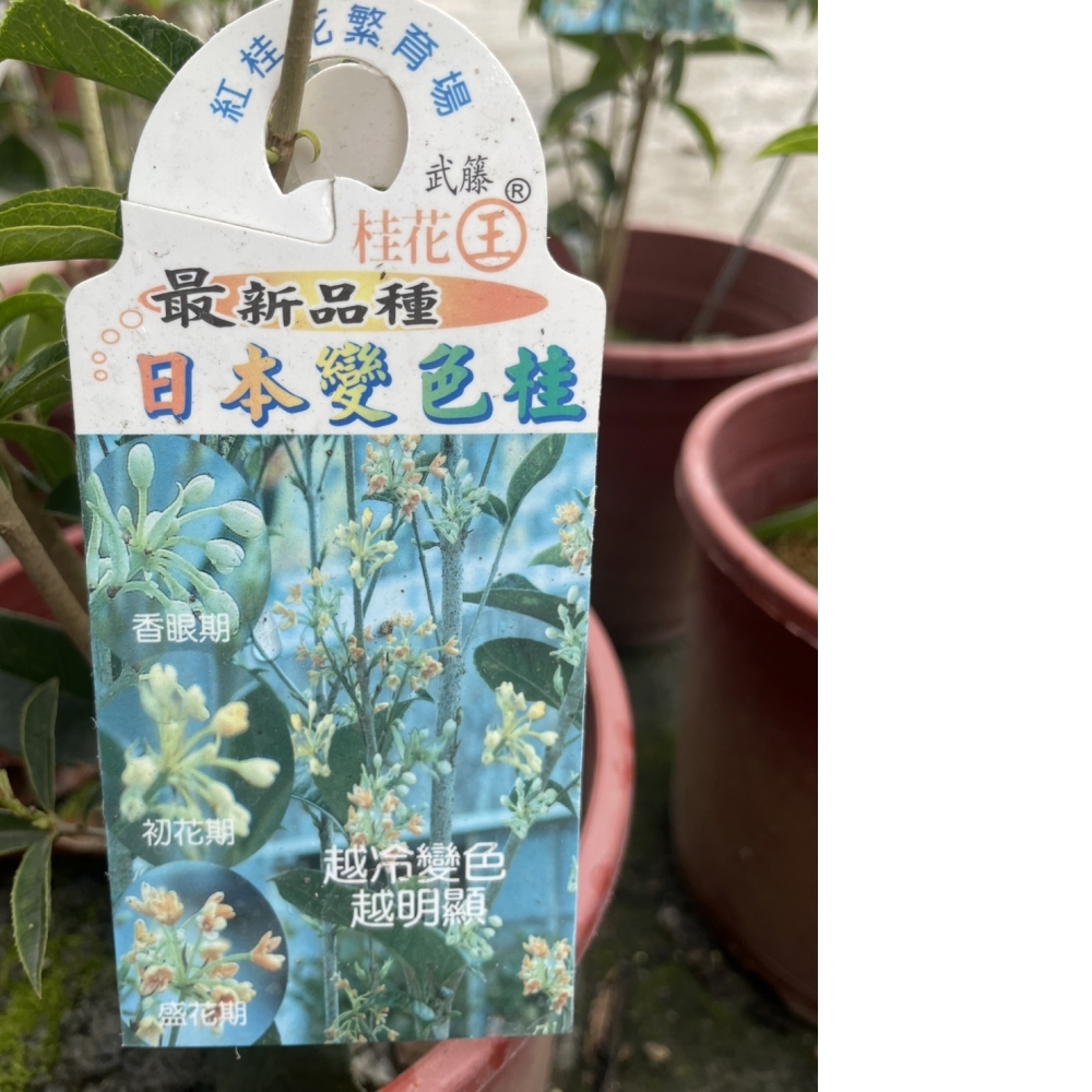 綠籬植物 日本變色桂