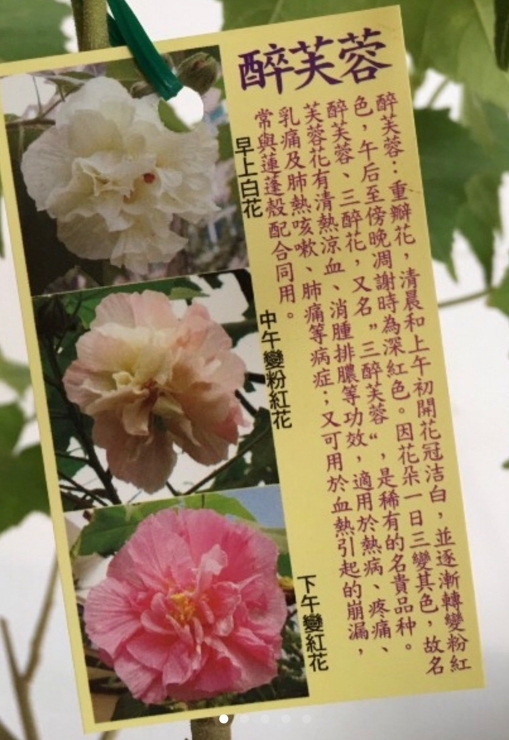 綠籬植物 醉芙蓉 6