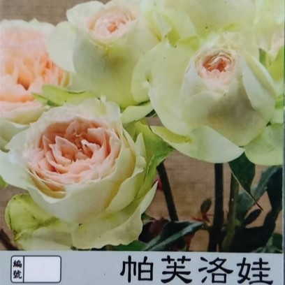 玫瑰苗-帕芙洛娃 3